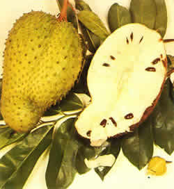 Buah sirsak obat kanker.